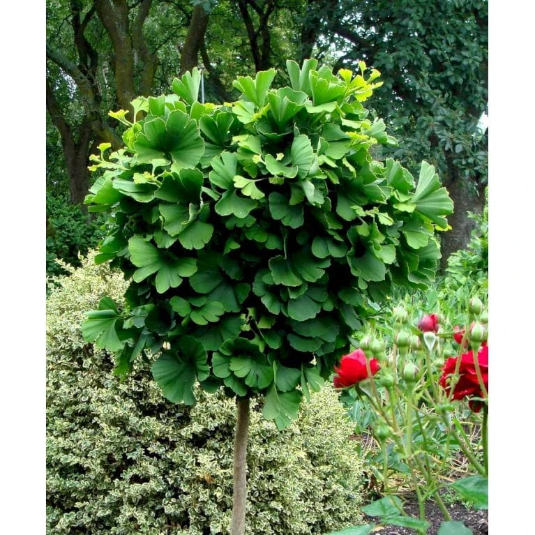 Kugle-Tempeltræ 'Mariken' Ginkgo Biloba 'Mariken' Opstammet 60 Cm. 7,5 Liter Potte 5 Kugle-Tempeltræ 'Mariken' Ginkgo Biloba 'Mariken' Opstammet 60 Cm. 7,5 Liter Potte - Image 3