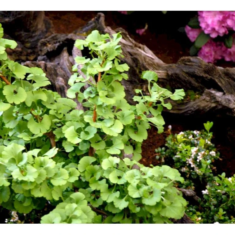 Kugle-Tempeltræ 'Mariken' Ginkgo Biloba 'Mariken' Opstammet 60 Cm. 7,5 Liter Potte 8 Kugle-Tempeltræ 'Mariken' Ginkgo Biloba 'Mariken' Opstammet 60 Cm. 7,5 Liter Potte - Image 6