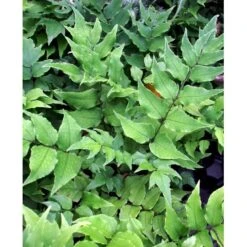 Cyrtomium Fortunei 'Clivicola' Mahognibregne 1 Liter Potte