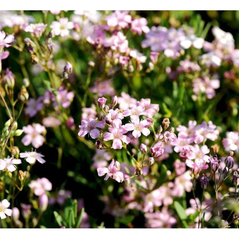 Stenhøjsbrudeslør Gypsophila Repens 'Rosea' 10 Cm. Potte 3 Stenhøjsbrudeslør Gypsophila Repens 'Rosea' 10 Cm. Potte