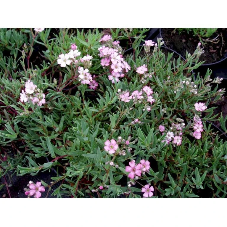 Stenhøjsbrudeslør Gypsophila Repens 'Rosea' 10 Cm. Potte 6 Stenhøjsbrudeslør Gypsophila Repens 'Rosea' 10 Cm. Potte - Image 4