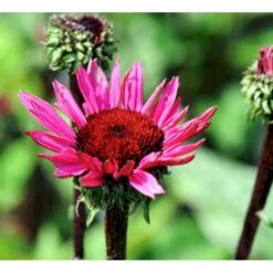 Purpursolhat Echinacea Pur. 'Fatal Attraction'® 1 Liter Potte