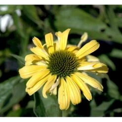 Solhat 'Sunrise' Echinacea Hybrid 'Sunrise' 1 Liter Potte 7 Solhat 'Sunrise' Echinacea Hybrid 'Sunrise' 1 Liter Potte -Planter Salgsbutik mi11426 echinacea sunrise r f846