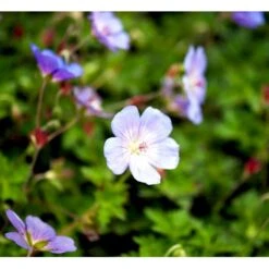 Storkenæb 'Azure Rush' Geranium Hybrid 'Azure Rush' 1 Liter Potte 7 Storkenæb 'Azure Rush' Geranium Hybrid 'Azure Rush' 1 Liter Potte -Planter Salgsbutik mi11632 geranium azure rush r 5c8d