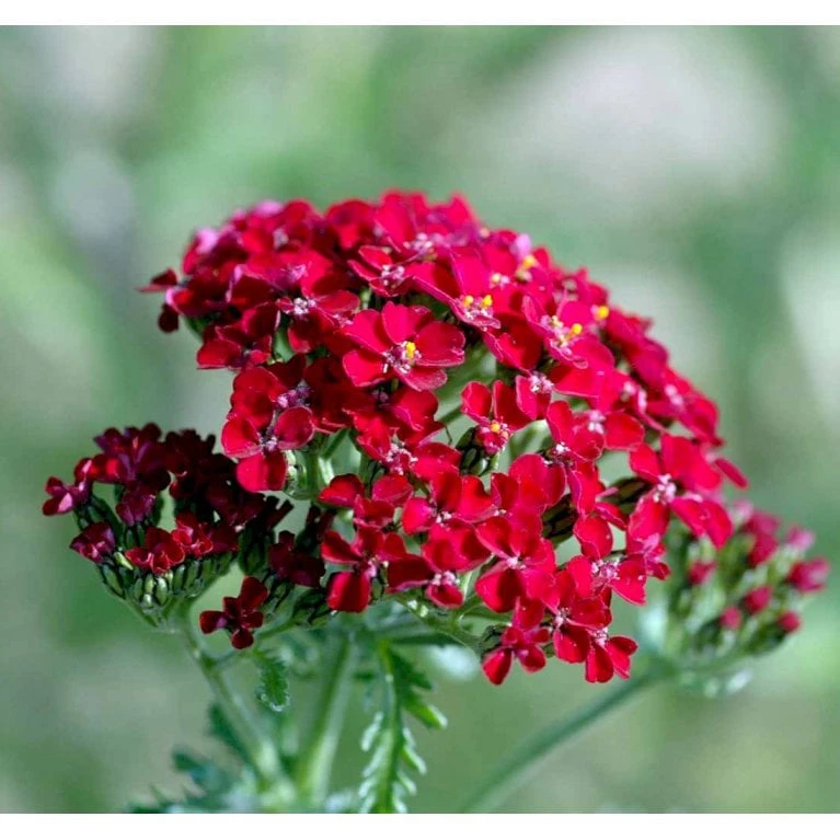 Røllike 'Paprika' Achillea Millefolium 'Paprika' 1 Liter Potte 8 Røllike 'Paprika' Achillea Millefolium 'Paprika' 1 Liter Potte - Image 6