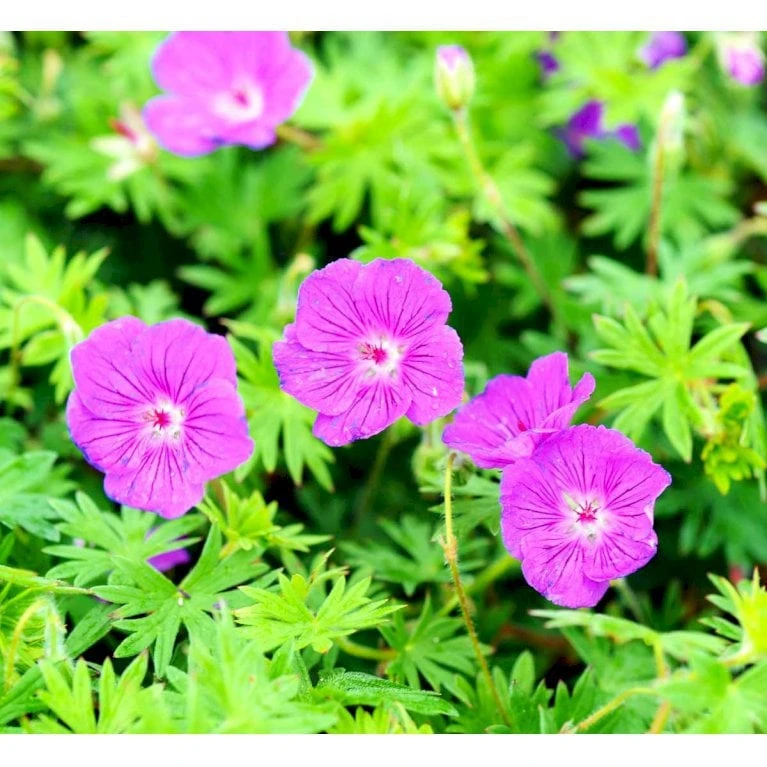 Storkenæb 'Tiny Monster' Geranium Hybrid 'Tiny Monster' 10 Cm. Potte 6 Storkenæb 'Tiny Monster' Geranium Hybrid 'Tiny Monster' 10 Cm. Potte - Image 4