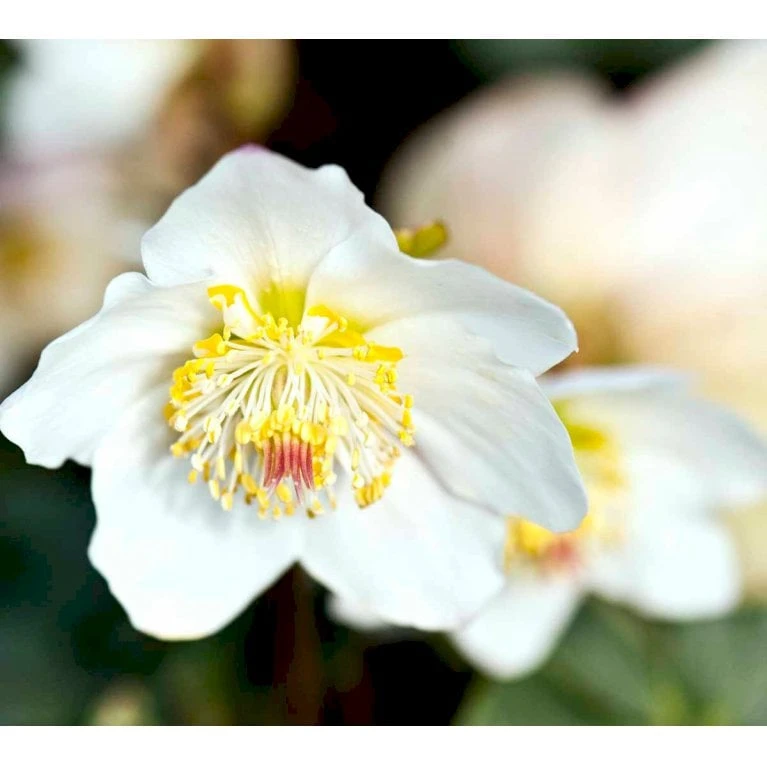 Julerose 'Christmas Carol' Helleborus Niger 'Christmas Carol' Med Potte 5 Julerose 'Christmas Carol' Helleborus Niger 'Christmas Carol' Med Potte - Image 3