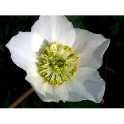 Julerose 'Praecox' Helleborus Niger 'Praecox' 1 Liter Potte 7 Julerose 'Praecox' Helleborus Niger 'Praecox' 1 Liter Potte -Planter Salgsbutik mi1172 helleborus niger praecox 8be2