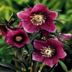 Julerose 'Red Lady' Helleborus Hybrid 'Red Lady' 1 Liter Potte 7 Julerose 'Red Lady' Helleborus Hybrid 'Red Lady' 1 Liter Potte -Planter Salgsbutik mi11856 helleborus orientalis red spotted lady 1d49