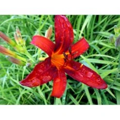 Daglilje 'Sammy Russel' Hemerocallis 'Sammy Russel' 1 Liter Potte 10 Daglilje 'Sammy Russel' Hemerocallis 'Sammy Russel' 1 Liter Potte -Planter Salgsbutik mi1187 hemerocallis hybrid sammy russell 5d0f