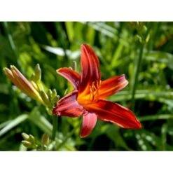 Daglilje 'Sammy Russel' Hemerocallis 'Sammy Russel' 1 Liter Potte 11 Daglilje 'Sammy Russel' Hemerocallis 'Sammy Russel' 1 Liter Potte -Planter Salgsbutik mi1187 hemerocallis hybrid sammy russell 6714