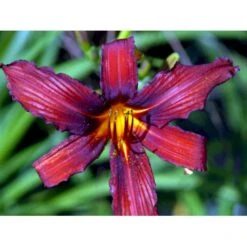 Daglilje 'Sammy Russel' Hemerocallis 'Sammy Russel' 1 Liter Potte 13 Daglilje 'Sammy Russel' Hemerocallis 'Sammy Russel' 1 Liter Potte -Planter Salgsbutik mi1187 hemerocallis hybrid sammy russell 6907