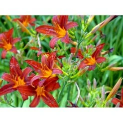 Daglilje 'Sammy Russel' Hemerocallis 'Sammy Russel' 1 Liter Potte 12 Daglilje 'Sammy Russel' Hemerocallis 'Sammy Russel' 1 Liter Potte -Planter Salgsbutik mi1187 hemerocallis hybrid sammy russell ac5c