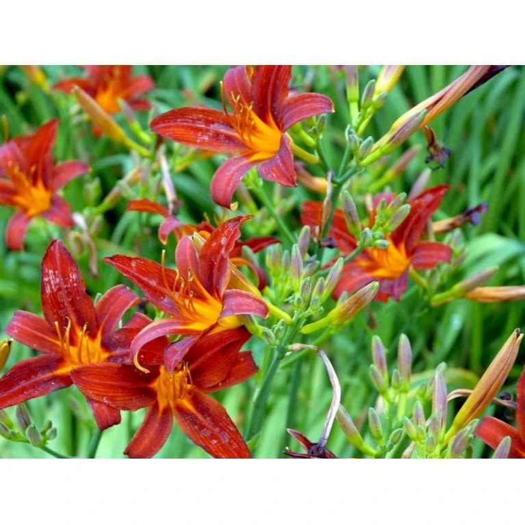 Daglilje 'Sammy Russel' Hemerocallis 'Sammy Russel' 1 Liter Potte 7 Daglilje 'Sammy Russel' Hemerocallis 'Sammy Russel' 1 Liter Potte - Image 5