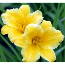 Daglilje 'Stella De Oro' Hemerocallis 'Stella De Oro' 1 Liter Potte