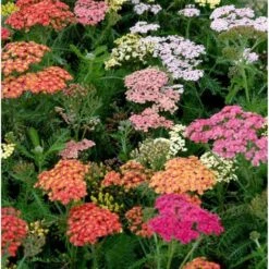 Røllike 'Summer Pastels' Achillea Millefolium 'Summer Pastels' 1 Liter Potte