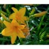 Daglilje 'Chicago Sunrise' Hemerocallis H. 'Chicago Sunrise' Potte 2 Liter. 1 Daglilje 'Chicago Sunrise' Hemerocallis H. 'Chicago Sunrise' Potte 2 Liter. -Planter Salgsbutik mi11905 hemerocallis hybrid chicago sunrise 855c