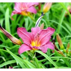 Daglilje 'Summer Wine' Hemerocallis H. 'Summer Wine' Potte 2 Liter.