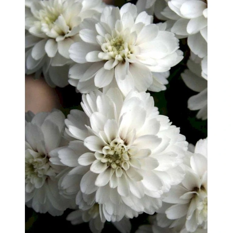 Nyserøllike Achillea Ptarmica 'Boule De Neige' 1 Liter Potte 5 Nyserøllike Achillea Ptarmica 'Boule De Neige' 1 Liter Potte - Image 3