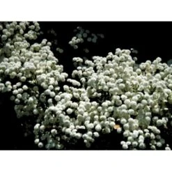 Nyserøllike Achillea Ptarmica 'Boule De Neige' 1 Liter Potte 13 Nyserøllike Achillea Ptarmica 'Boule De Neige' 1 Liter Potte -Planter Salgsbutik mi119 achillea ptarmica boule de neige 9fe8