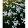 Nyserøllike Achillea Ptarmica 'Boule De Neige' 1 Liter Potte 2 Nyserøllike Achillea Ptarmica 'Boule De Neige' 1 Liter Potte -Planter Salgsbutik mi119 achillea ptarmica boule de neige f5df