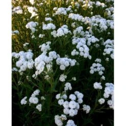 Nyserøllike Achillea Ptarmica 'Boule De Neige' 1 Liter Potte