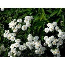 Nyserøllike Achillea Ptarmica 'Boule De Neige' 1 Liter Potte 12 Nyserøllike Achillea Ptarmica 'Boule De Neige' 1 Liter Potte -Planter Salgsbutik mi119 achillea ptarmica boule de neige f75a