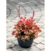 Alunrod 'Marmalade'® Heuchera H. 'Marmalade'® 1 Liter Potte 2 Alunrod 'Marmalade'® Heuchera H. 'Marmalade'® 1 Liter Potte -Planter Salgsbutik mi12069 heuchera marmalade r f6e3