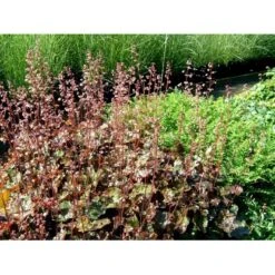 Alunrod 'Rachel' Heuchera Hybrid 'Rachel' 1 Liter Potte
