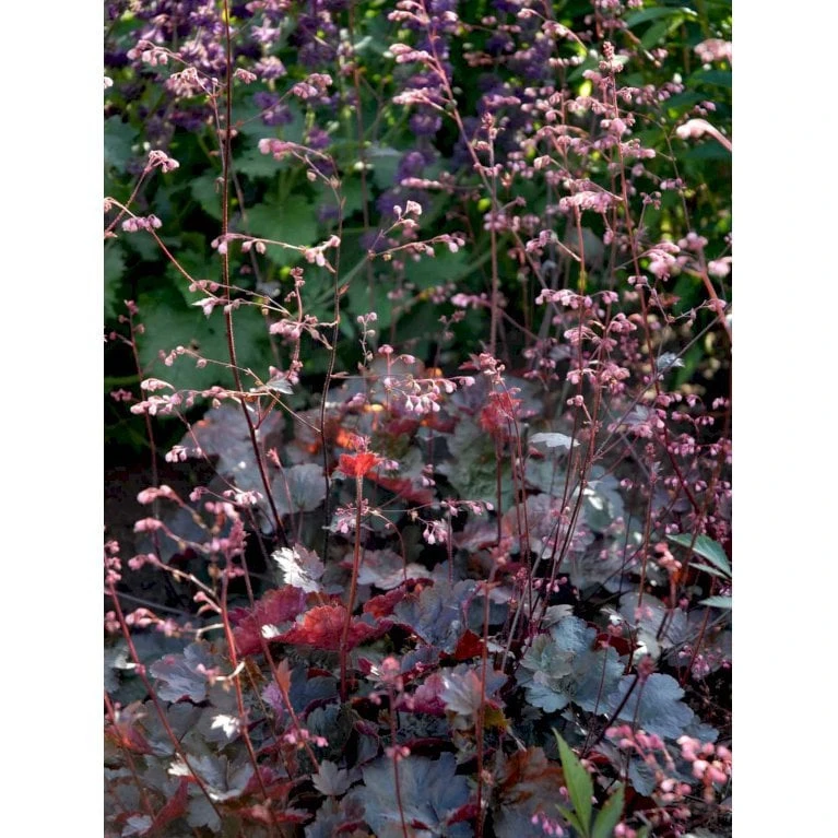 Alunrod 'Rachel' Heuchera Hybrid 'Rachel' 1 Liter Potte 5 Alunrod 'Rachel' Heuchera Hybrid 'Rachel' 1 Liter Potte - Image 3
