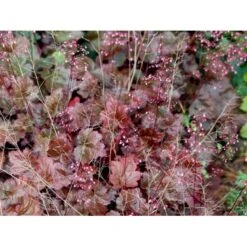 Alunrod 'Rachel' Heuchera Hybrid 'Rachel' 1 Liter Potte 15 Alunrod 'Rachel' Heuchera Hybrid 'Rachel' 1 Liter Potte -Planter Salgsbutik mi12089 heuchera rachel 4cfc