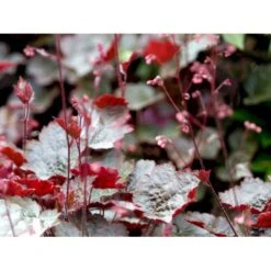 Alunrod 'Rachel' Heuchera Hybrid 'Rachel' 1 Liter Potte 16 Alunrod 'Rachel' Heuchera Hybrid 'Rachel' 1 Liter Potte -Planter Salgsbutik mi12089 heuchera rachel 78e2