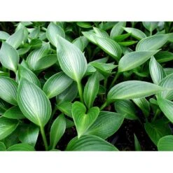 Funkia 'Devon Green' Hosta Hybrid 'Devon Green' 1 Liter Potte 9 Funkia 'Devon Green' Hosta Hybrid 'Devon Green' 1 Liter Potte -Planter Salgsbutik mi12142 hosta devon green 1fb7