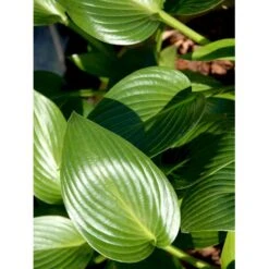 Funkia 'Devon Green' Hosta Hybrid 'Devon Green' 1 Liter Potte 11 Funkia 'Devon Green' Hosta Hybrid 'Devon Green' 1 Liter Potte -Planter Salgsbutik mi12142 hosta devon green f28a