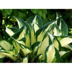 Funkia 'Fire And Ice' Hosta Hybrid 'Fire And Ice' Potte 2 Liter. 9 Funkia 'Fire And Ice' Hosta Hybrid 'Fire And Ice' Potte 2 Liter. -Planter Salgsbutik mi12148 hosta fire ice 3f72