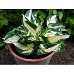 Funkia 'Fire And Ice' Hosta Hybrid 'Fire And Ice' Potte 2 Liter. 10 Funkia 'Fire And Ice' Hosta Hybrid 'Fire And Ice' Potte 2 Liter. -Planter Salgsbutik mi12148 hosta fire ice 4efe