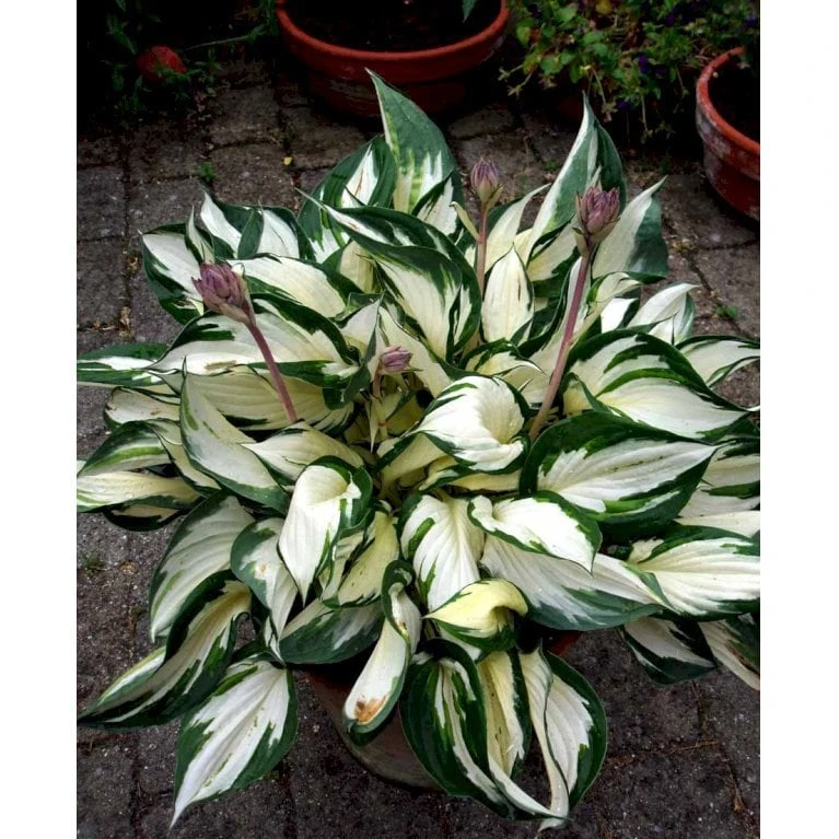 Funkia 'Fire And Ice' Hosta Hybrid 'Fire And Ice' Potte 2 Liter. 7 Funkia 'Fire And Ice' Hosta Hybrid 'Fire And Ice' Potte 2 Liter. - Image 5
