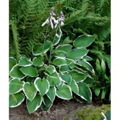 Funkia 'Francee' Hosta Fortunei 'Francee' 1 Liter Potte