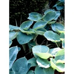 Funkia 'Big Daddy' Hosta Hybrid 'Big Daddy' 1 Liter Potte -Planter Salgsbutik mi1225 hosta big daddy c3b1
