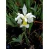 Dværgiris Iris 'Lilli White' 1 Liter Potte 2 Dværgiris Iris 'Lilli White' 1 Liter Potte -Planter Salgsbutik mi12347 iris lilli white 68d0