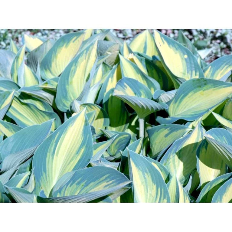 Hosta 'June' Hosta Tardiana 'June' Potte 2 Liter. 3 Hosta 'June' Hosta Tardiana 'June' Potte 2 Liter.