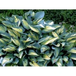 Hosta 'June' Hosta Tardiana 'June' Potte 2 Liter. 7 Hosta 'June' Hosta Tardiana 'June' Potte 2 Liter. -Planter Salgsbutik mi1239 hosta tardiana june ad85
