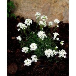 Gemsekarse Hutchinsia Alpina 10 Cm. Potte 8 Gemsekarse Hutchinsia Alpina 10 Cm. Potte -Planter Salgsbutik mi1249 hutchinsia alpina 22fc