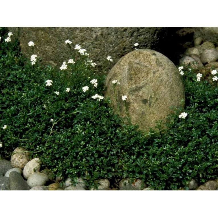 Gemsekarse Hutchinsia Alpina 10 Cm. Potte 6 Gemsekarse Hutchinsia Alpina 10 Cm. Potte - Image 4