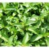 Eau De Colognemynte Mentha Rotundifolia 'Eau De Cologne' 1 Liter Potte 1 Eau De Colognemynte Mentha Rotundifolia 'Eau De Cologne' 1 Liter Potte -Planter Salgsbutik mi12721 mentha rotundifolia eau de cologne 6c17