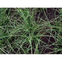 Dværg Zebragræs 'Little Zebra' Miscanthus Sinensis 'Little Zebra' Potte 2 Liter. 7 Dværg Zebragræs 'Little Zebra' Miscanthus Sinensis 'Little Zebra' Potte 2 Liter. -Planter Salgsbutik mi12750 miscanthus sinensis little zebra 0687