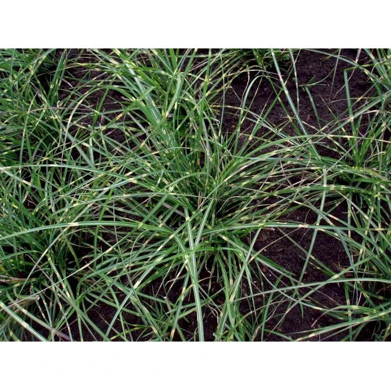 Dværg Zebragræs 'Little Zebra' Miscanthus Sinensis 'Little Zebra' Potte 2 Liter. 5 Dværg Zebragræs 'Little Zebra' Miscanthus Sinensis 'Little Zebra' Potte 2 Liter. - Image 3