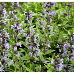 Sibirisk Blåkant Nepeta Sibirica 1 Liter Potte 7 Sibirisk Blåkant Nepeta Sibirica 1 Liter Potte -Planter Salgsbutik mi12818 nepeta sibirica 2ea8
