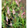 Pileurt Persicaria Ampl.'Pink Elephant' 1 Liter Potte -Planter Salgsbutik mi13110 persicaria pink elephant r e847