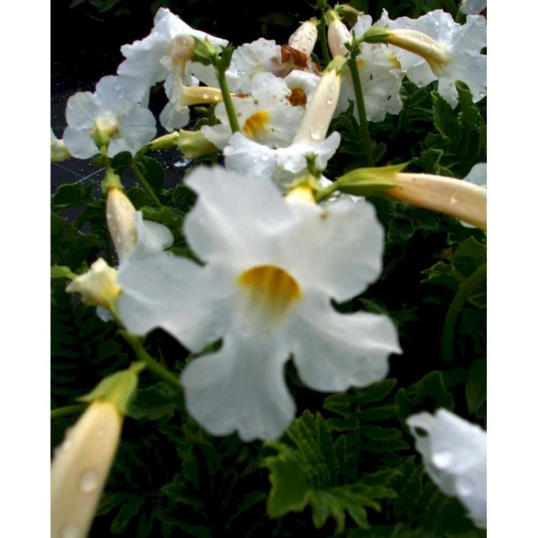 Havegloxinia Incarvillea Delavayi 'Alba' 10 Cm. Potte 3 Havegloxinia Incarvillea Delavayi 'Alba' 10 Cm. Potte